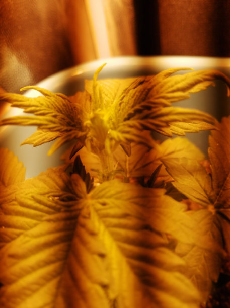 image.thumb.png.3d8dd9be078357584bb0dfb9e1d9eba3.png