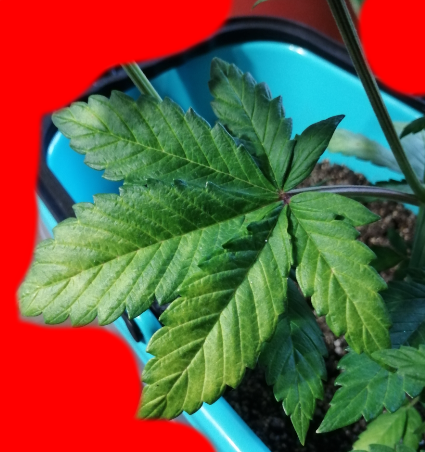 image.thumb.png.561ffc193aa743b45fd9ae73cee6624f.png
