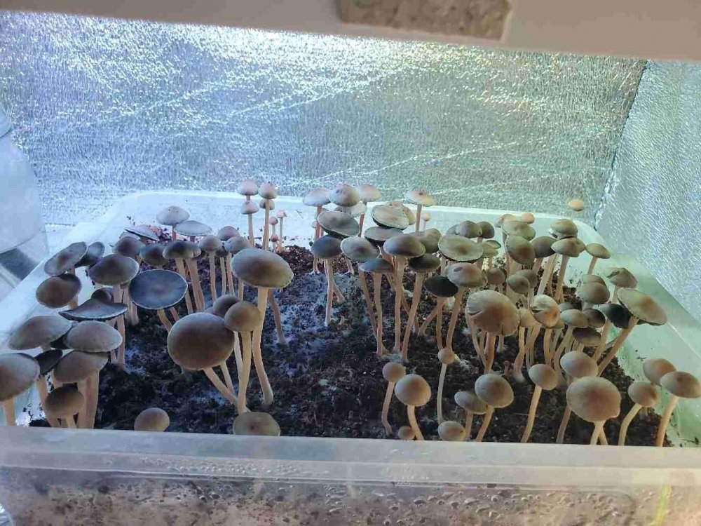 1614093801080.jpg