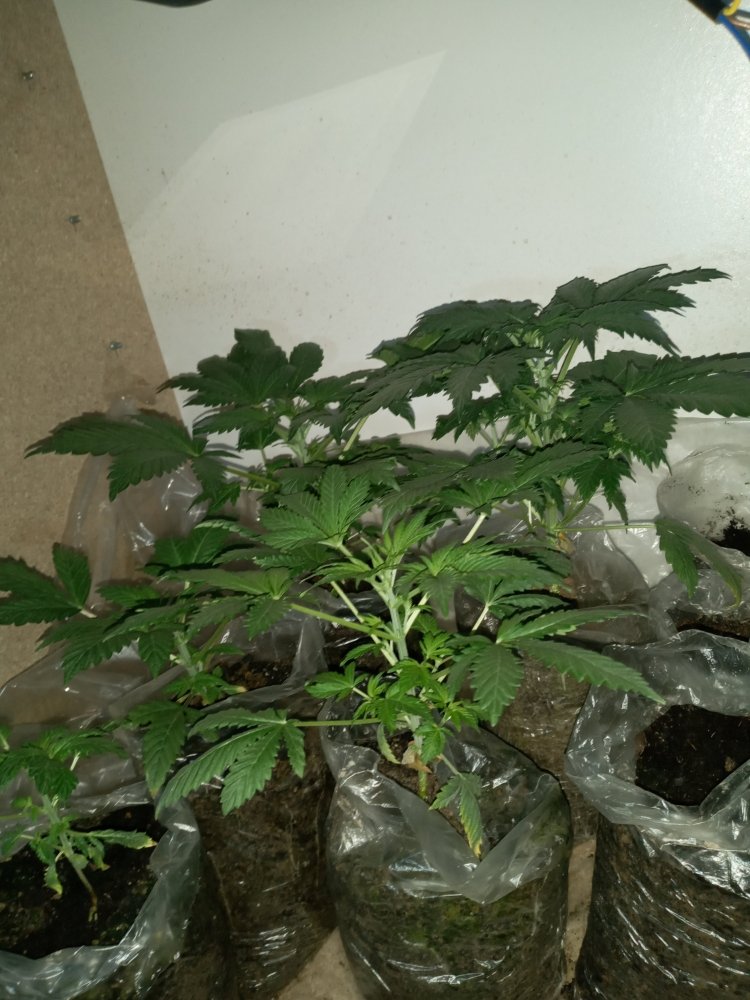 20210203_224044.jpg