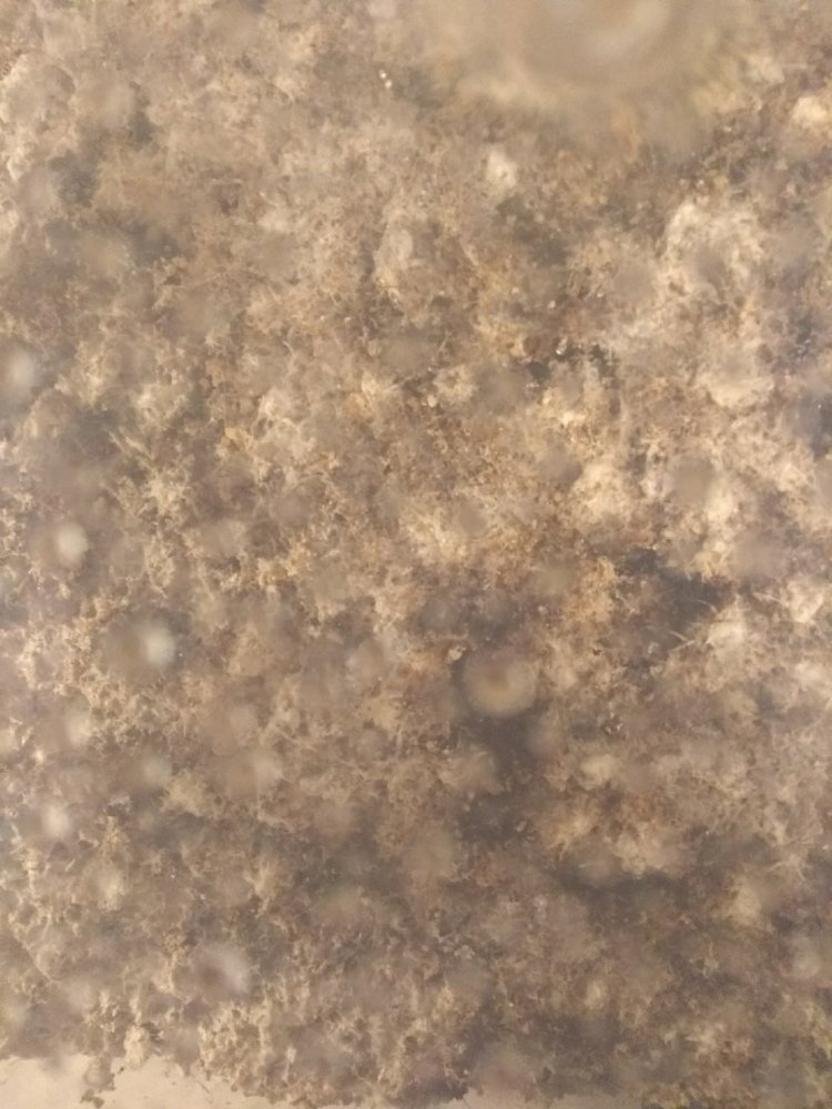 5OJtawFrG7A.thumb.jpg.fa9237c748099329c5a460e46238eebe.jpg