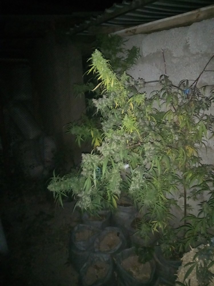 IMG_20201005_225935.jpg