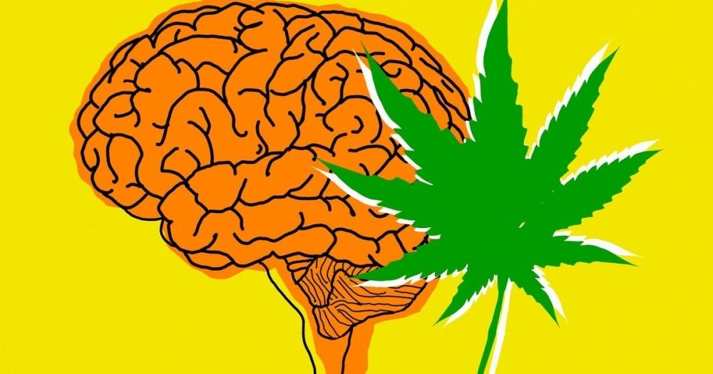 cannabis-withdrawal-brain.jpg