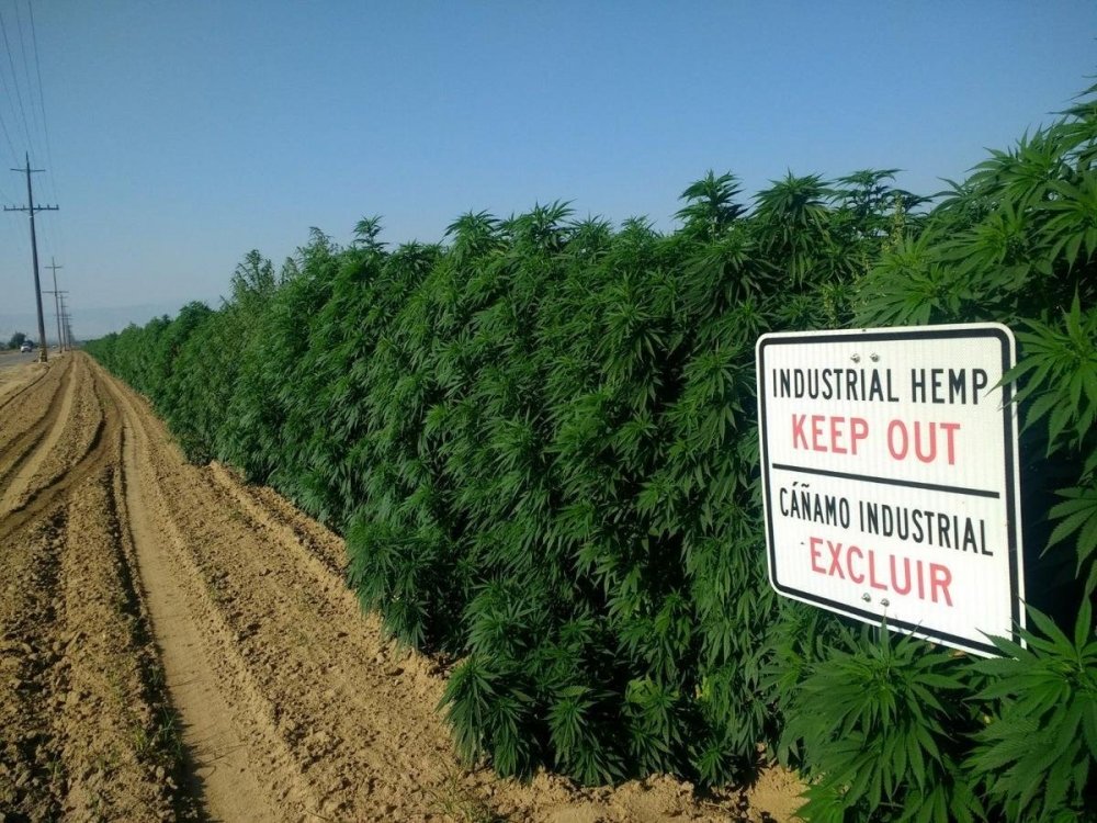 hemp-grow-california.jpg