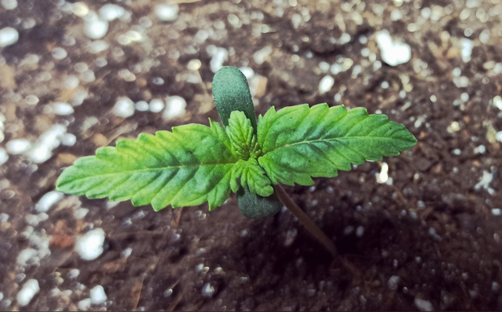 image.thumb.png.39654b29fddc6f6f757f80f1457bbabf.png