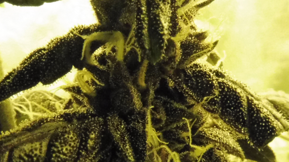 image.thumb.png.76d925f108bf98e78181b7a9b6762ba4.png