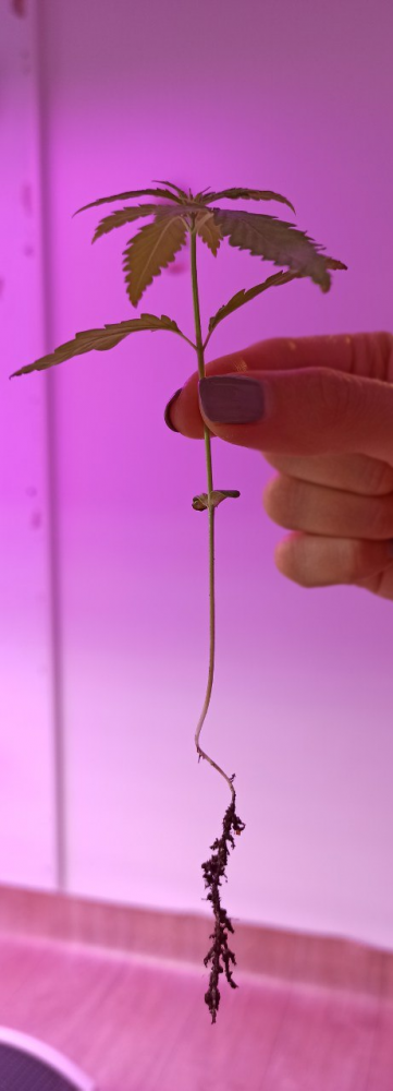image.thumb.png.d67b77426efbfbc31ede0e44aec48b02.png
