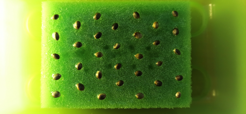 image.thumb.png.e5fea6a46678a22d8a4a0fd7e47a2842.png