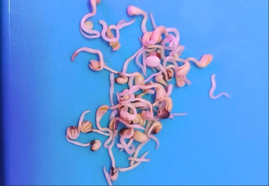 image.thumb.png.efd353b8dfa26f82217daced54f53bc7.png