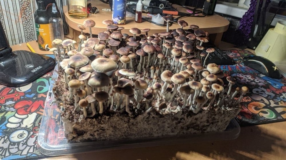 pb.jpg