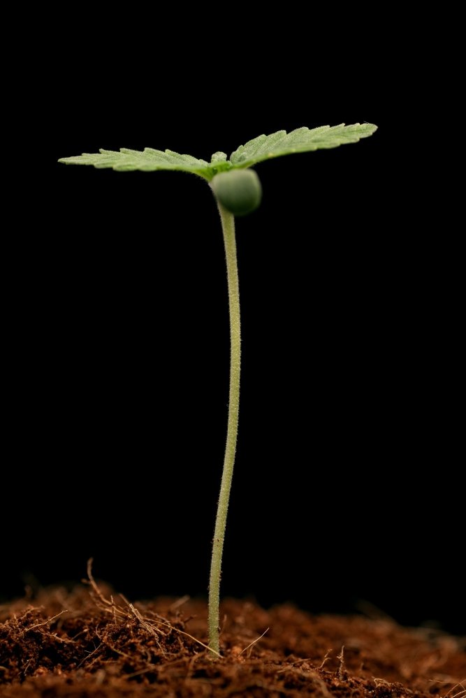 1.thumb.jpg.9ce2abe2fe710f8208f804fc1dfd4d0d.jpg