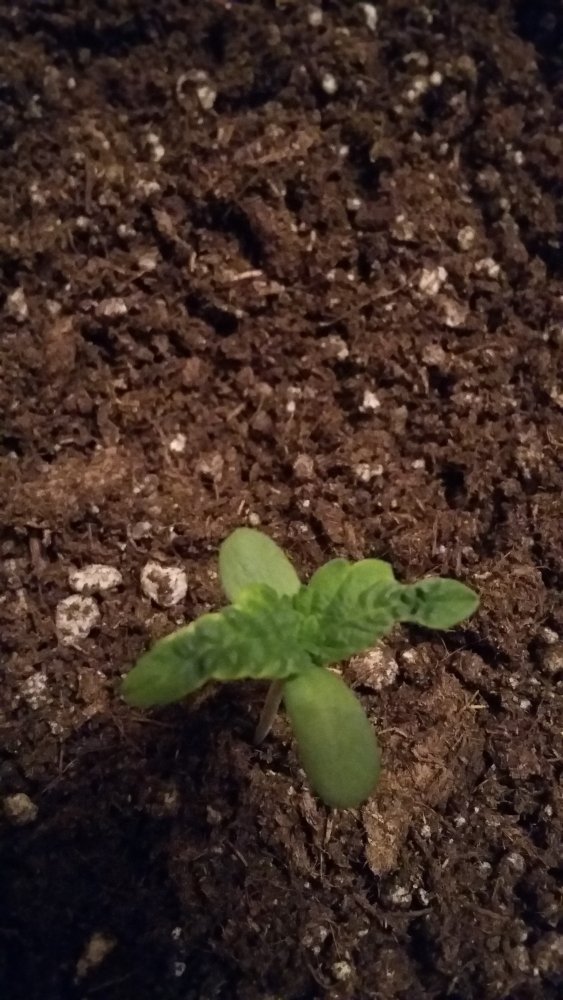 20150427_224918.jpg