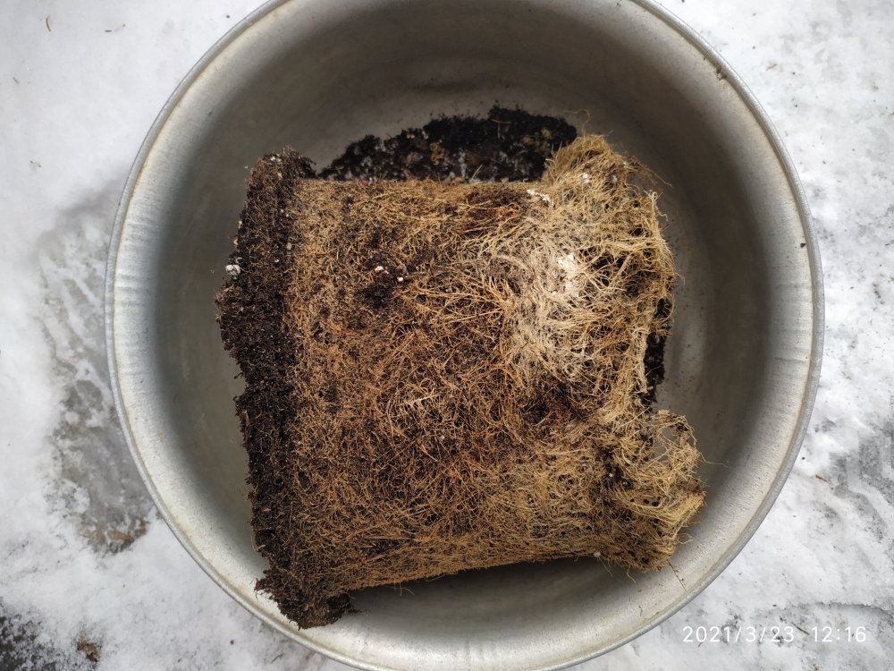 IMG_20210323_121613.jpg
