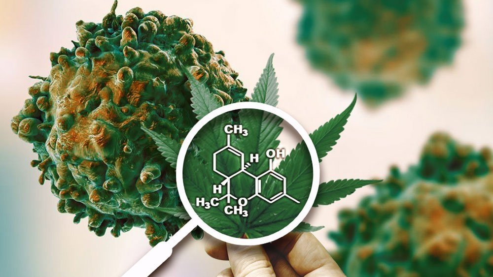 cannabis-cancer-activity.jpg