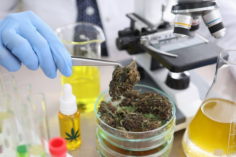 cannabis-research.jpg