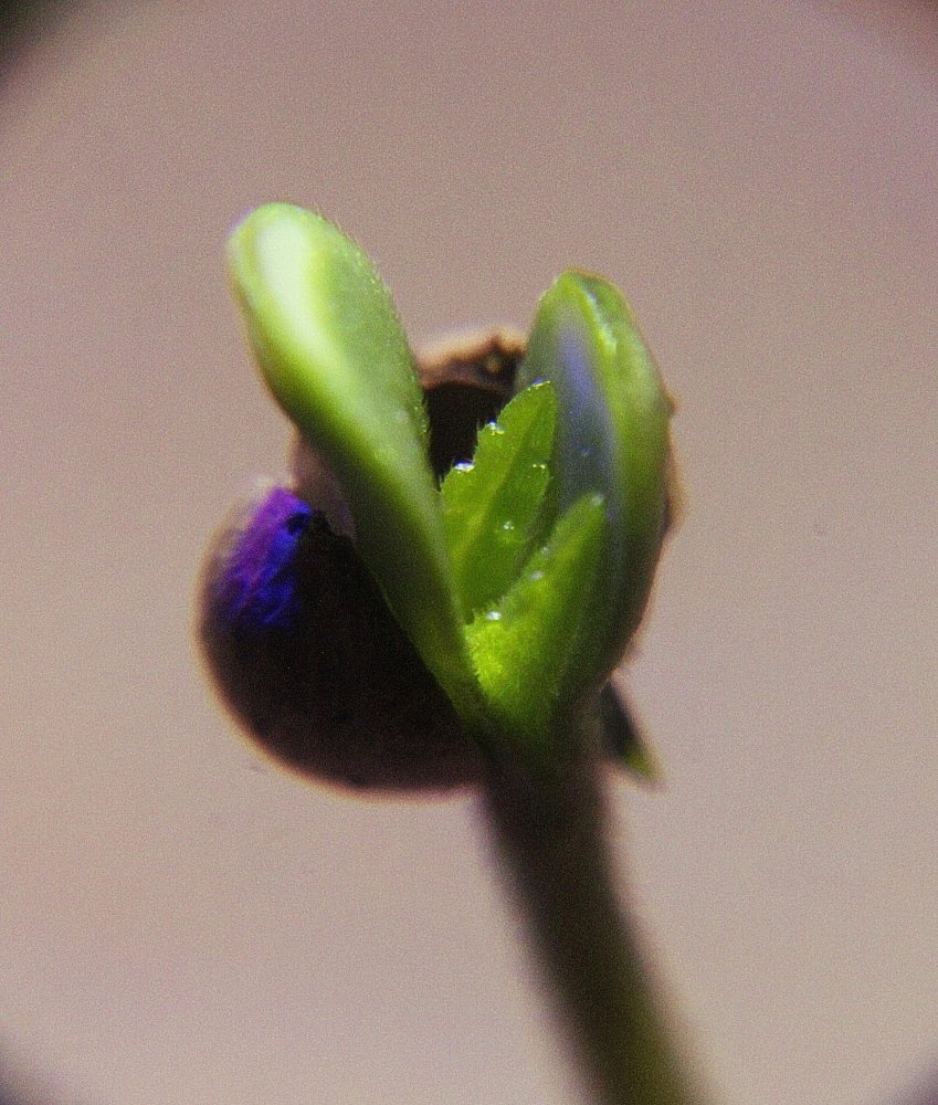 mini_5-3d.thumb.jpg.39cb93698e28e7e0303af69a1c8997cc.jpg
