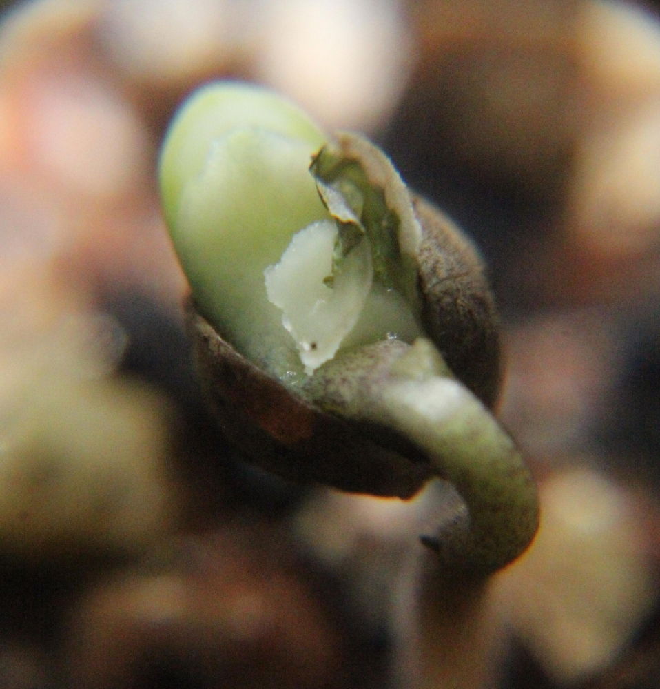 mini_d4-4.thumb.JPG.4df80a07a347ff986085bf0817e2cb42.JPG