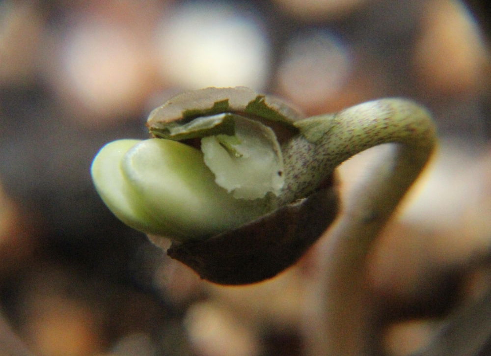 mini_d4-5.thumb.JPG.a9998558507fdfb3083c524179651061.JPG