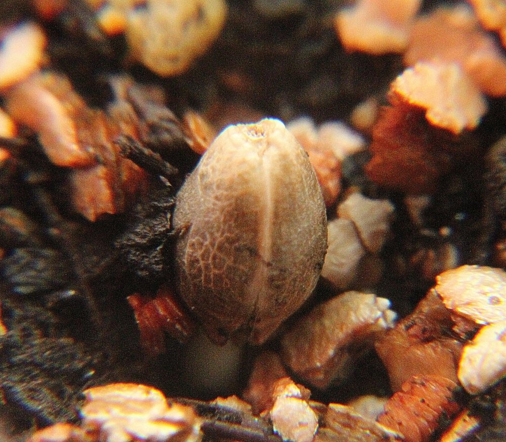 mini_e4c3e260f665c541d565556b7a2789d2.thumb.jpg.1ff6ad24c3dd264aeca610068d0d6b3b.jpg