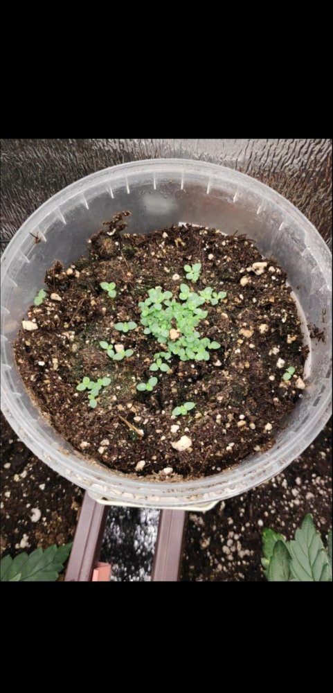 1688265395_.thumb.jpg.55bb55caceae41284300939993081b5e.jpg