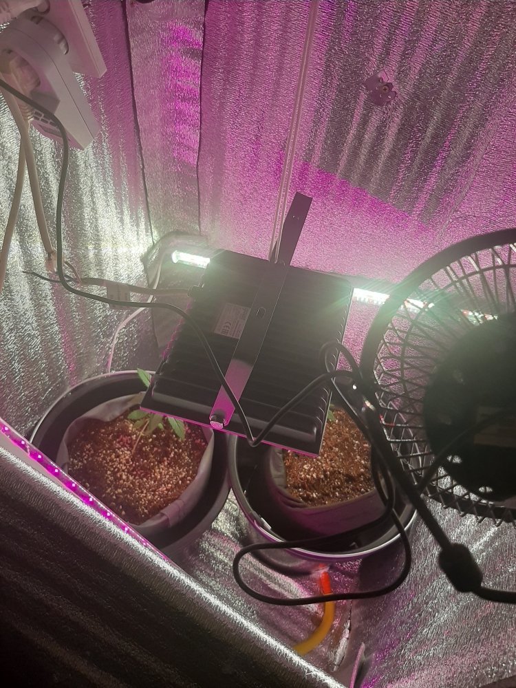20210427_180702.jpg