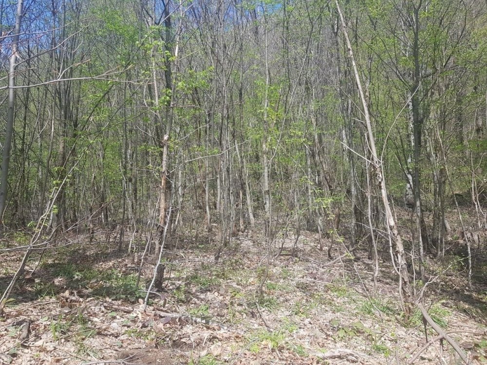30apr2.thumb.jpg.daac0f95788ad5f154e2101b7b9f0ae6.jpg