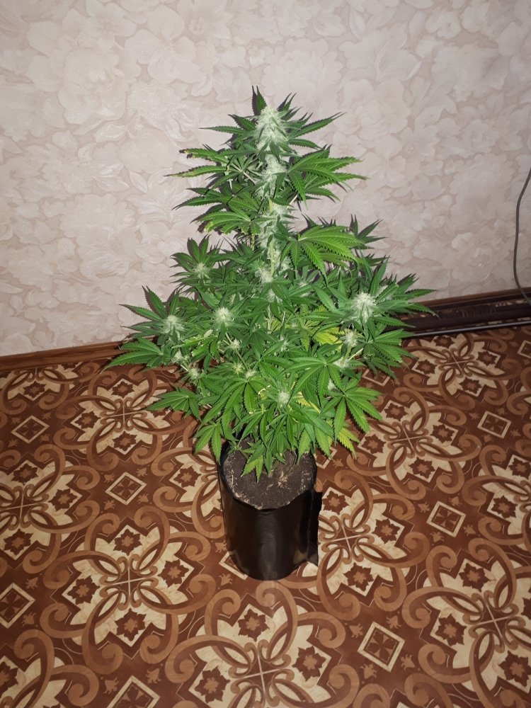 амнезия2.jpg