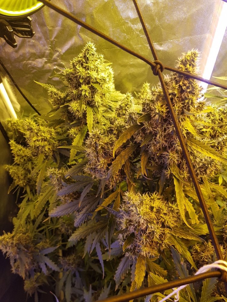 6p.jpg