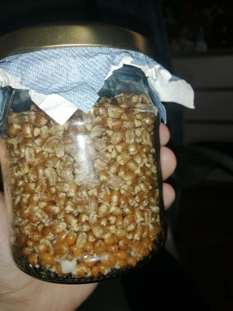 728131981_photo_2021-04-21_11-37-11(3).thumb.jpg.34521a90f16885544f40eb92e7d5384f.jpg