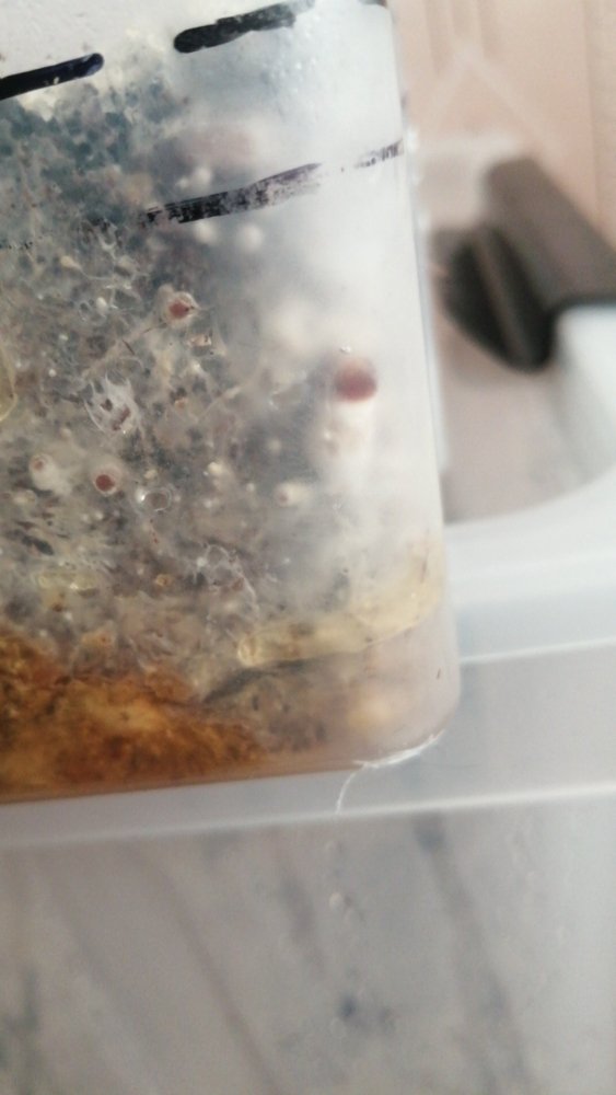 IMG-20210416-WA0016.jpeg
