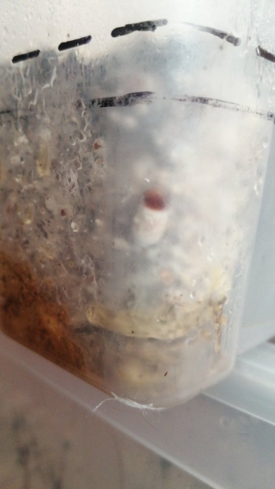 IMG-20210416-WA0018.jpeg