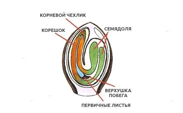 vid-stroeniya-semeni__L8IaXIE5hWCl8TX2.jpg