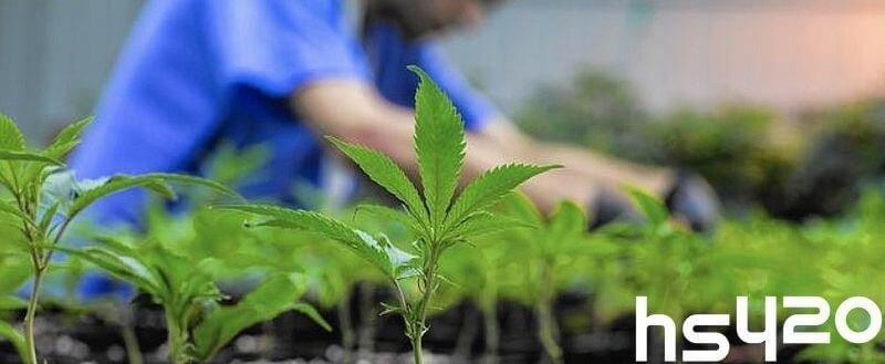 Выращивание конопля медицинская желтеют нижние листья у марихуаны