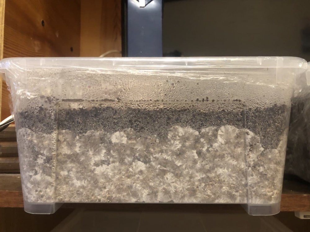27-1.thumb.jpg.065faccec151675895f7d5cb8423e6b1.jpg