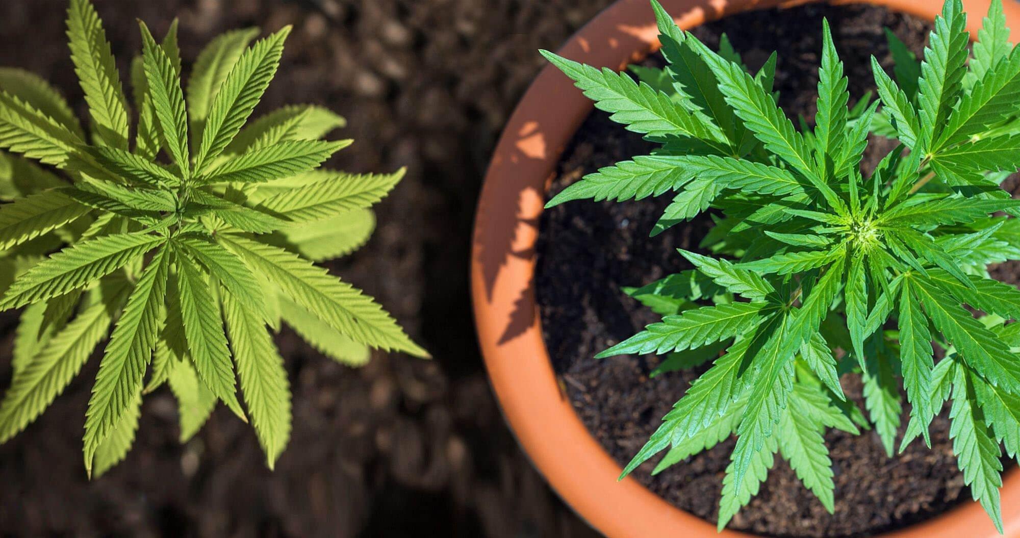 как выращивать марихуану на дому