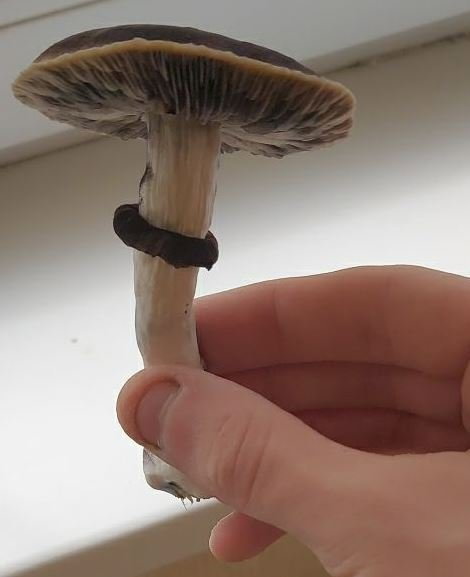 4.thumb.JPG.d064d283902781088b295423bbf2243e.JPG