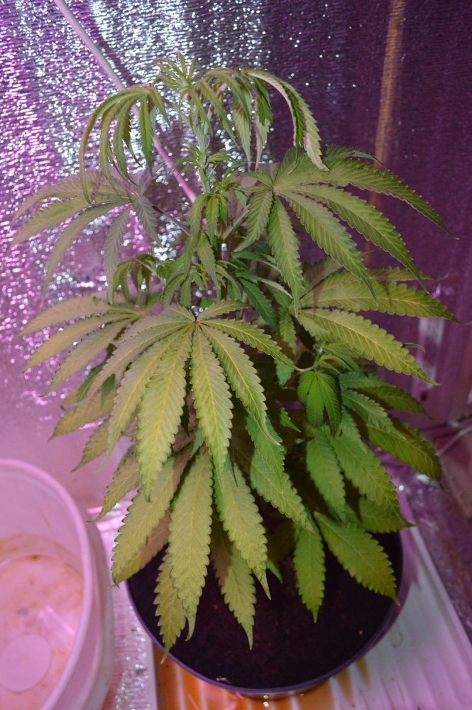 DSC_6316.JPG