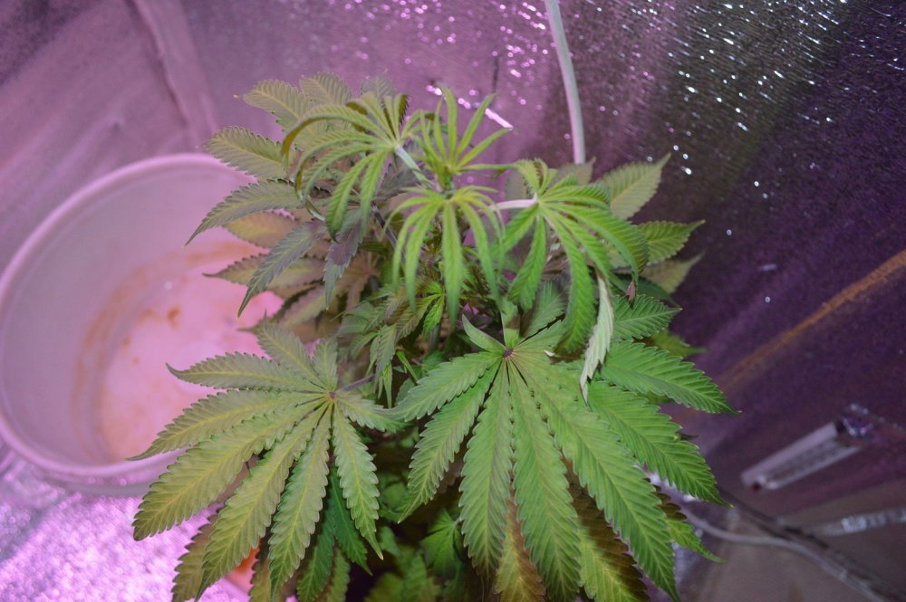 DSC_6317.JPG