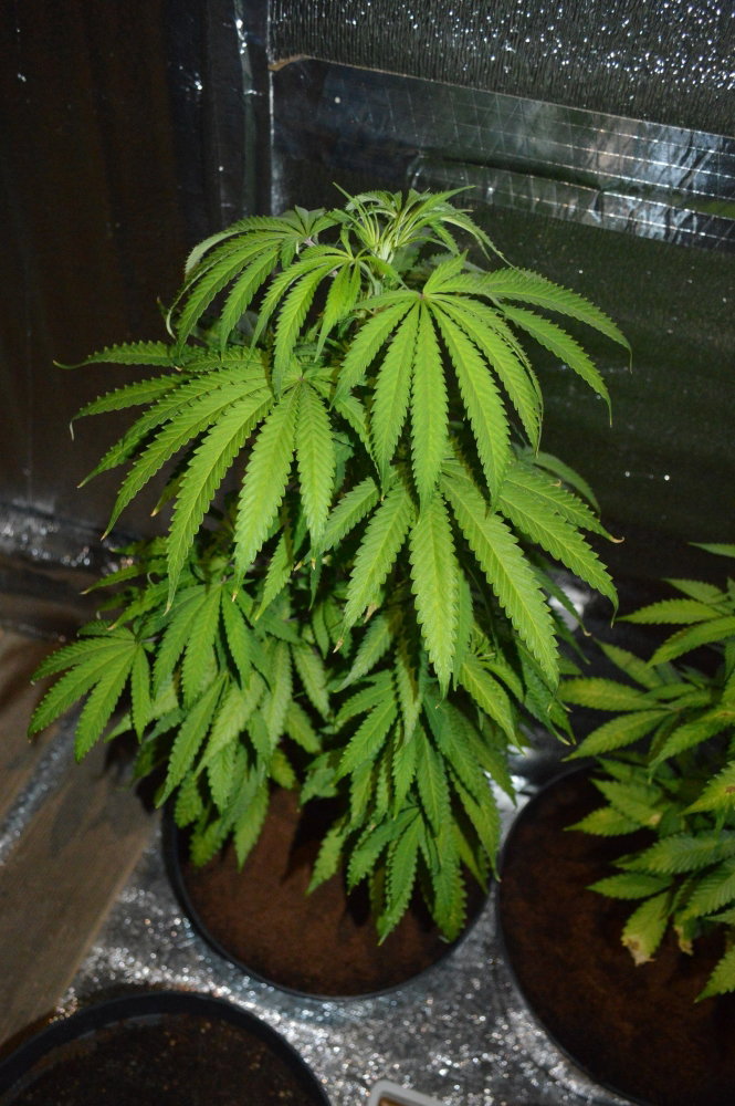 DSC_6335.JPG