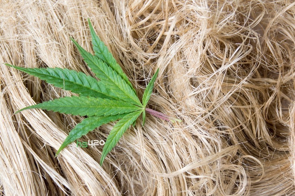 hemp-fiber(1).jpg