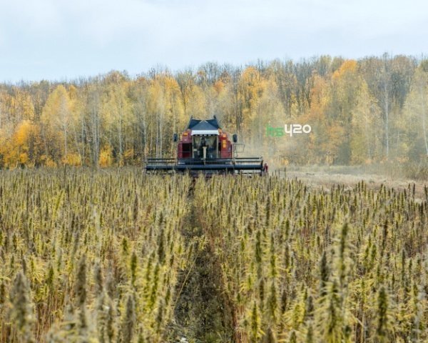 hemp-field(1).jpg
