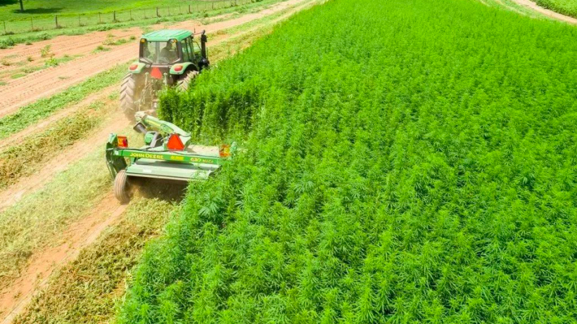 hemp-field.png