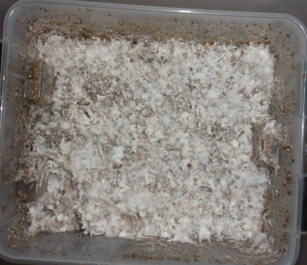 image.thumb.png.30b99fdf3cb66d1b1015bd3b6a494928.png