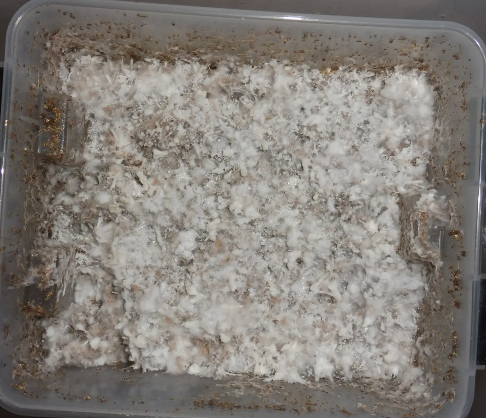 image.thumb.png.aacf70ca400865818b2ad3ea8f6457bf.png