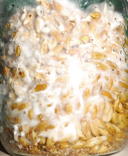 image.thumb.png.d7ad6967b9143da308f3915c03c9f274.png