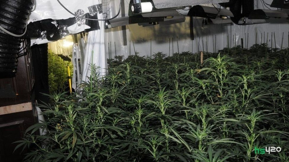 cannabis-farm-city (1).jpg