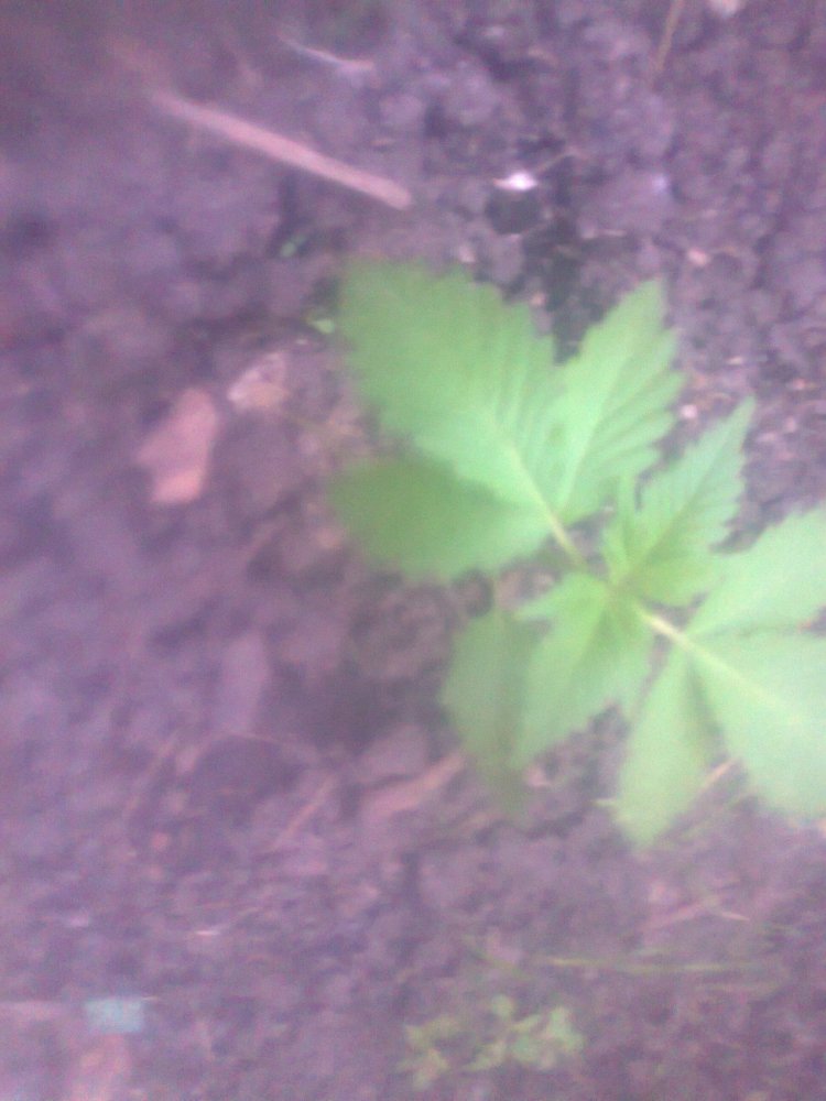 1232714695_.thumb.jpg.1de940a2fc551303e8908fc42da4768f.jpg