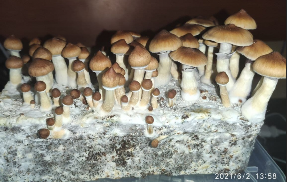 2021-06-02_22-10-54.thumb.png.ee0fd7f62eaa2806d89f0b05290a6340.png