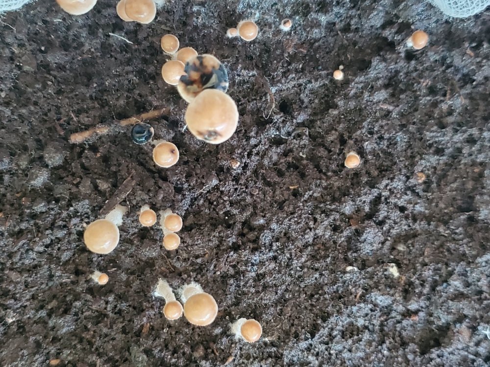 20210609_103752.jpg