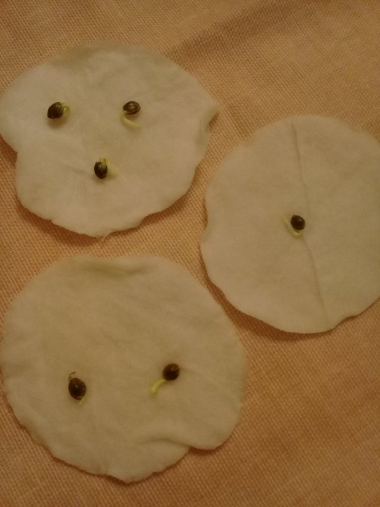20210611_014037.thumb.jpg.6fd7af7edfc019252d9f410435fc3efe.jpg